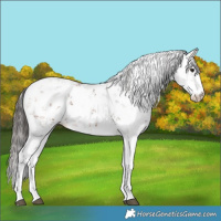 Horse Color:Bay Sabino 