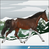 Horse Color:Liver Chestnut Tobiano 