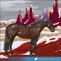 Horse Color:White Spotted Liver Chestnut