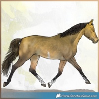 Horse Color:Buckskin Dun Sabino Rabicano