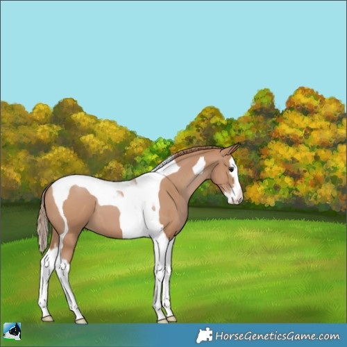 Horse Color:Black Pearl Splash Tobiano 