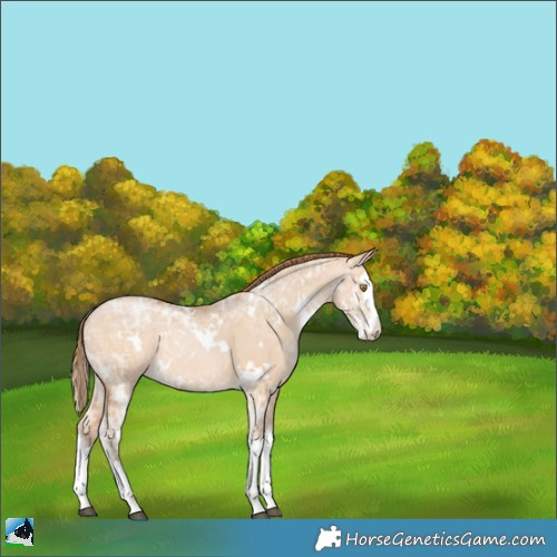 Horse Color:White Spotted Bay Ice Pearl Dun Splash 