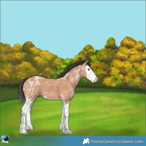 Horse Color:White Spotted Bay Ice Splash 