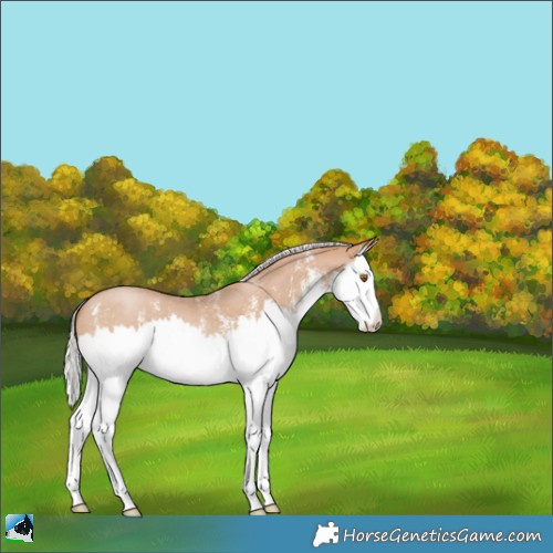 Horse Color:Silver Black Pearl Sabino Splash 