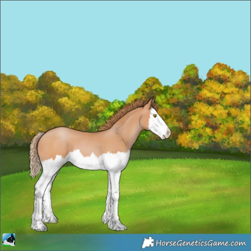 Horse Color:White Spotted Bay Pearl Splash 