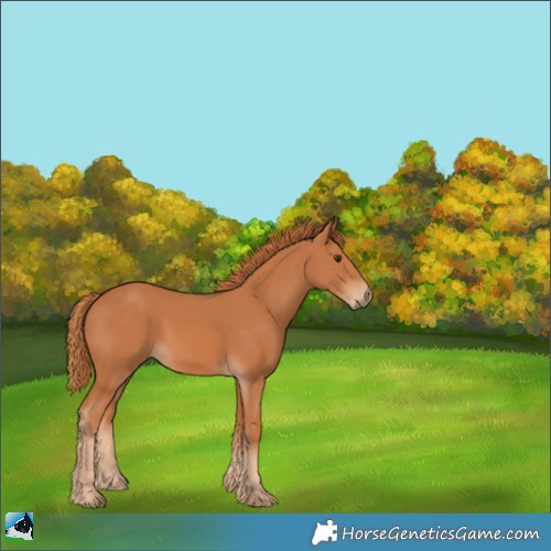 Horse Color:Chestnut 