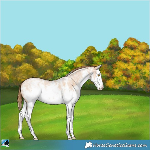 Horse Color:White Spotted Bay Ice Pearl Sabino Splash 