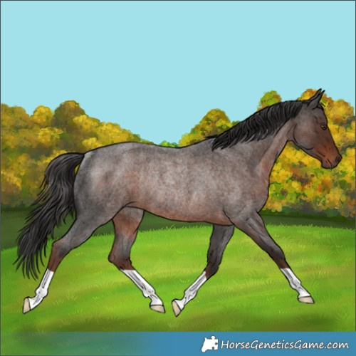 Horse Color:Liver Red Roan Rabicano 