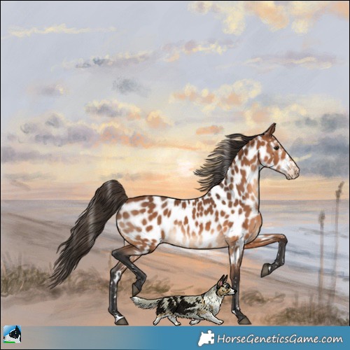 Horse Color:Bay Appaloosa