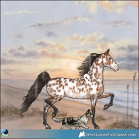 Horse Color:Bay Near Leopard 