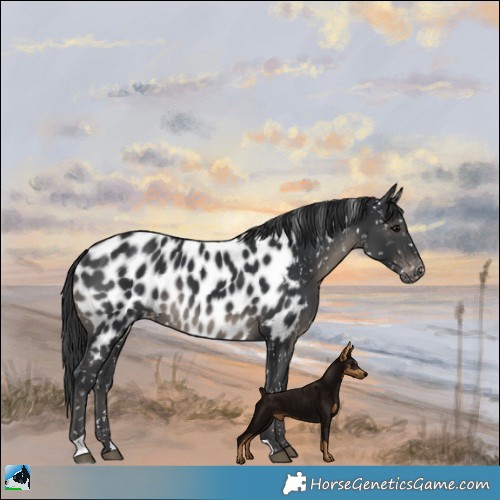 Horse Color:Black Appaloosa