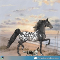 Horse Color:Black Near Leopard