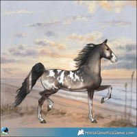 Horse Color:Blue Onyx Near Leopard 