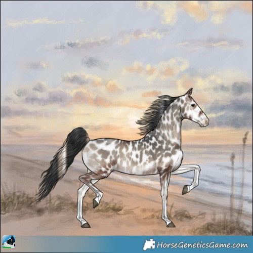 Horse Color:Blue Onyx Appaloosa