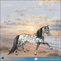 Horse Color:Black Near Leopard