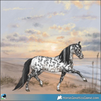 Horse Color:Black Appaloosa