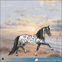 Horse Color:Black Appaloosa