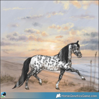 Horse Color:Black Appaloosa