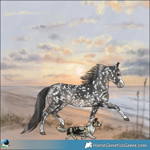 Horse Color:Black Appaloosa