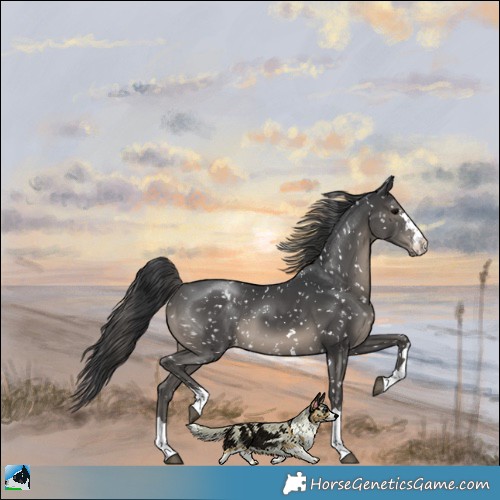 Horse Color:Black Appaloosa