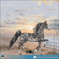 Horse Color:Black Appaloosa