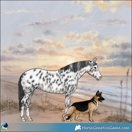 Horse Color:Black Leopard 