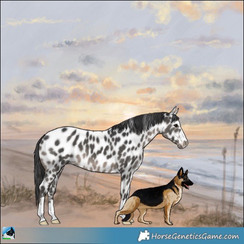 Horse Color:Black Appaloosa
