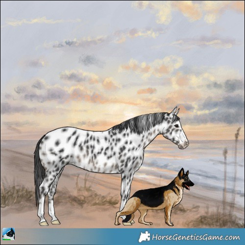 Horse Color:Black Leopard 