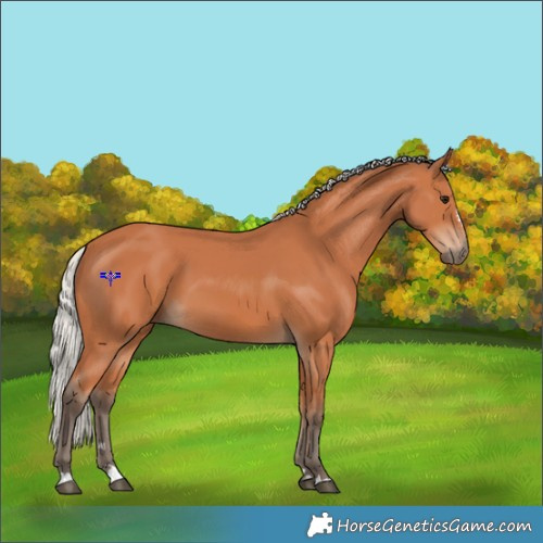 Horse Color:Silver Bay 