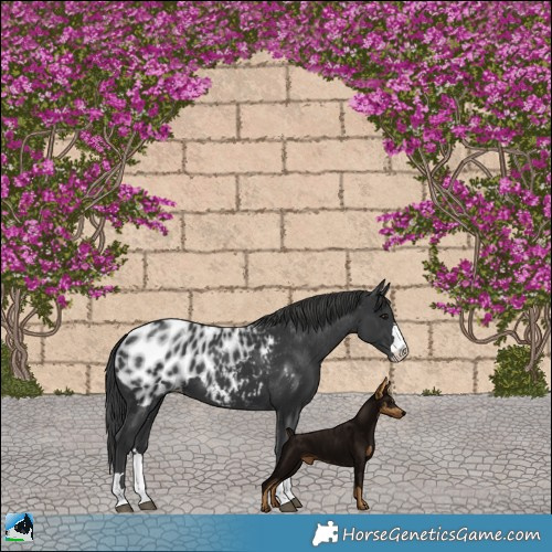 Horse Color:Black Near Leopard 