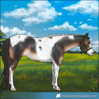 Horse Color:Liver Chestnut Tobiano 