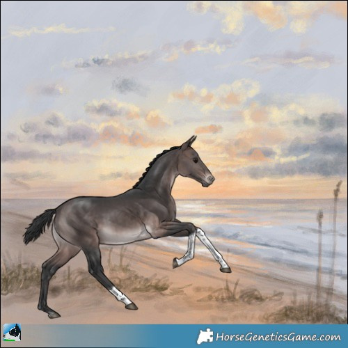 Horse Color:Platinum Brown Tobiano Rabicano 