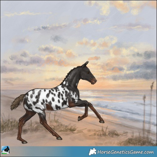 Horse Color:Liver Chestnut Appaloosa 