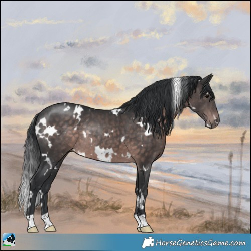 Horse Color:Platinum White Spotted Brown Rabicano 