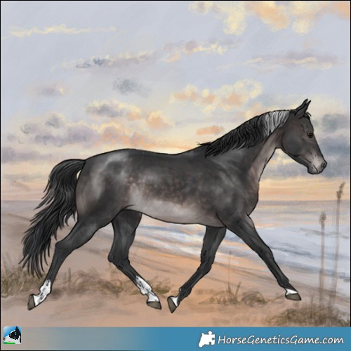 Horse Color:Platinum Brown Tobiano Rabicano 