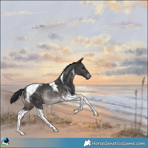 Horse Color:Platinum Brown Tobiano Rabicano 