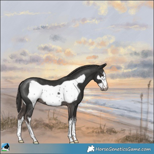 Horse Color:Platinum White Spotted Liver Chestnut Frame Rabicano 