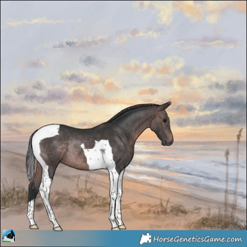 Horse Color:Platinum Brown Tobiano Rabicano 