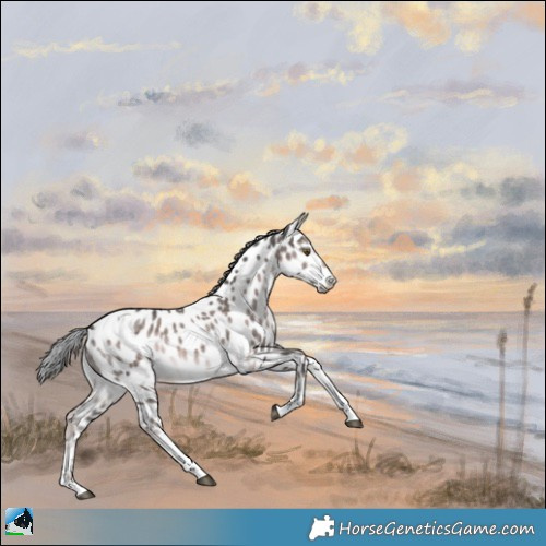 Horse Color:Platinum Chocolate Palomino Tobiano Appaloosa Rabicano 