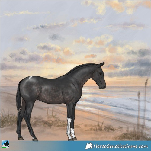 Horse Color:Platinum Brown Tobiano Rabicano 