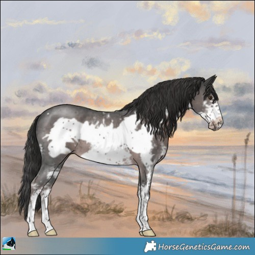 Horse Color:Platinum Liver Chestnut Sabino Frame Rabicano 