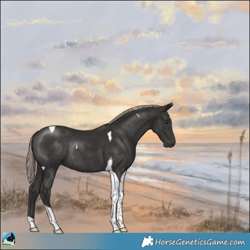 Horse Color:Platinum Liver Chestnut Tobiano Rabicano 