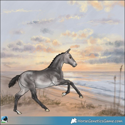 Horse Color:Platinum Buckskin Rabicano 