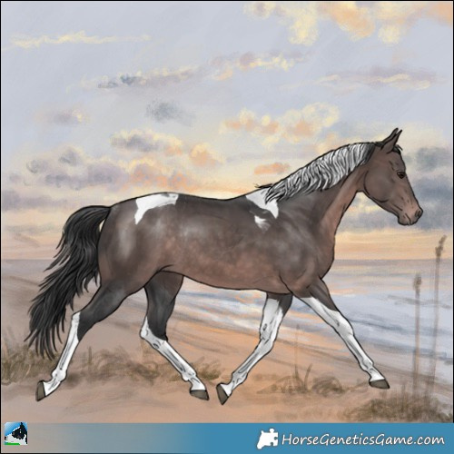 Horse Color:Platinum Brown Tobiano Rabicano
