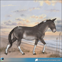 Horse Color:Platinum Liver Chestnut Tobiano Rabicano