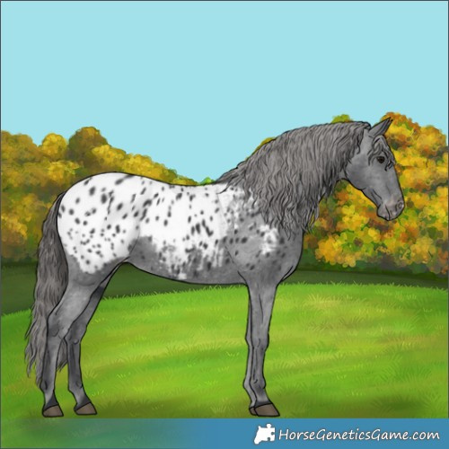 Horse Color:Black Appaloosa Rabicano 