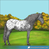 Horse Color:Black Appaloosa Rabicano 