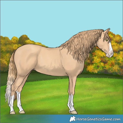 Horse Color:Gold Champagne Splash