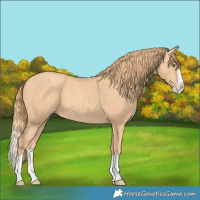 Horse Color:Gold Champagne Splash