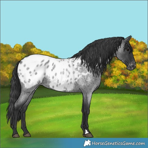 Horse Color:Blue Roan Appaloosa 